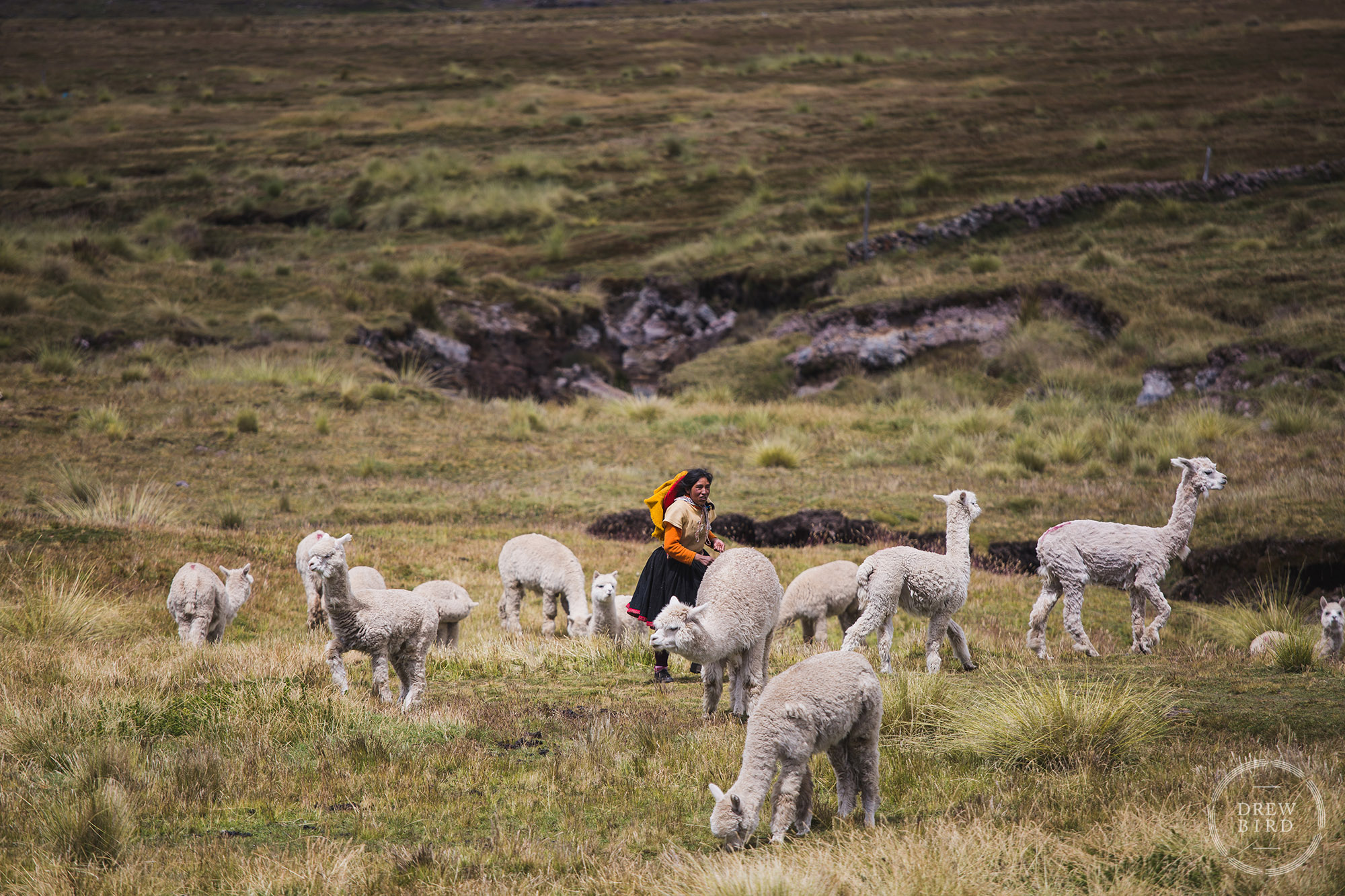 A young woman alpaca farmer runs across a high mountain field among her herd of alpacas near the Ausangate Glacier in the Andes Mountains of Peru. An editorial and travel photo project about climate change and glaciers. Climate change stories.